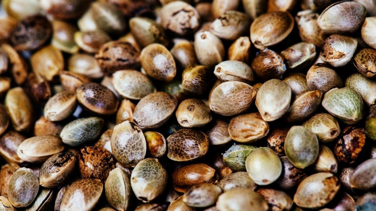 what cannabis seeds look like
